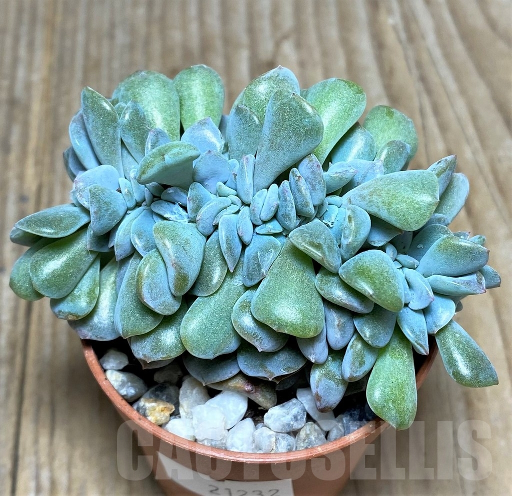 SHPR21232 Echeveria ‘Cubic Frost’ f. cristata