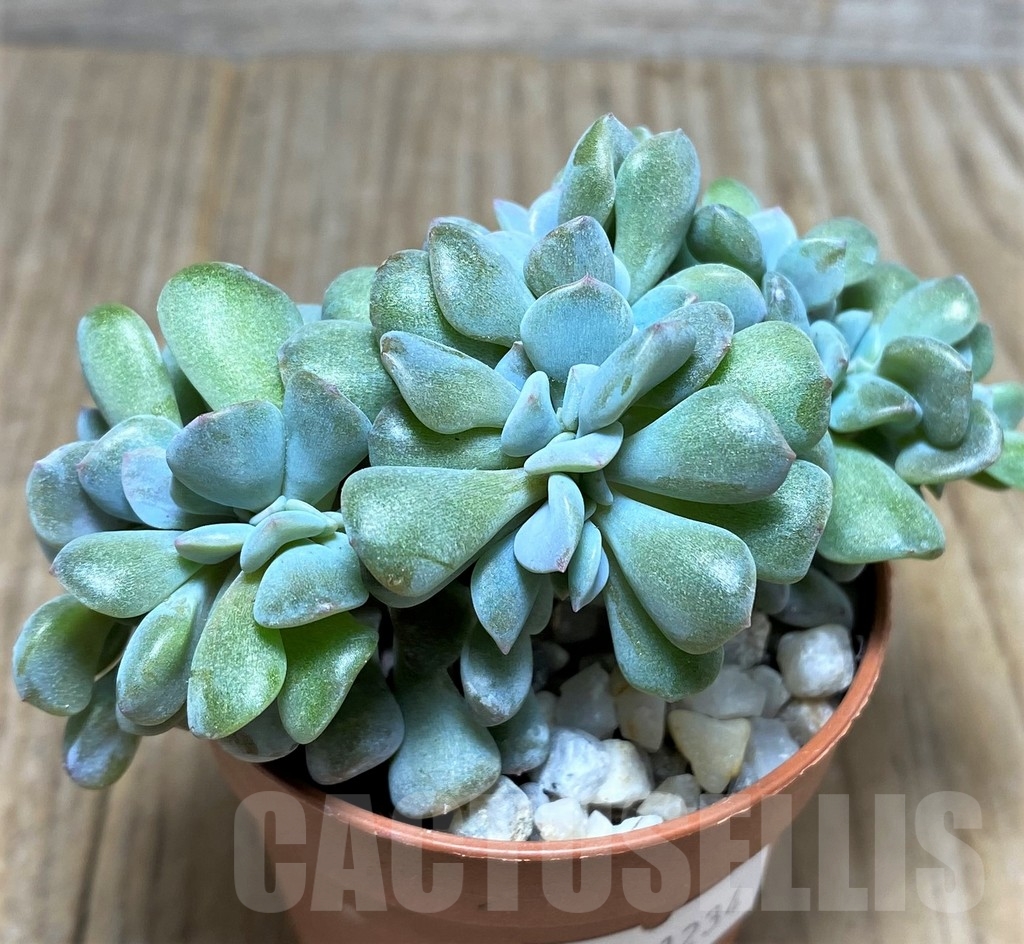 SHPR21234 Echeveria ‘Cubic Frost’ f. cristata