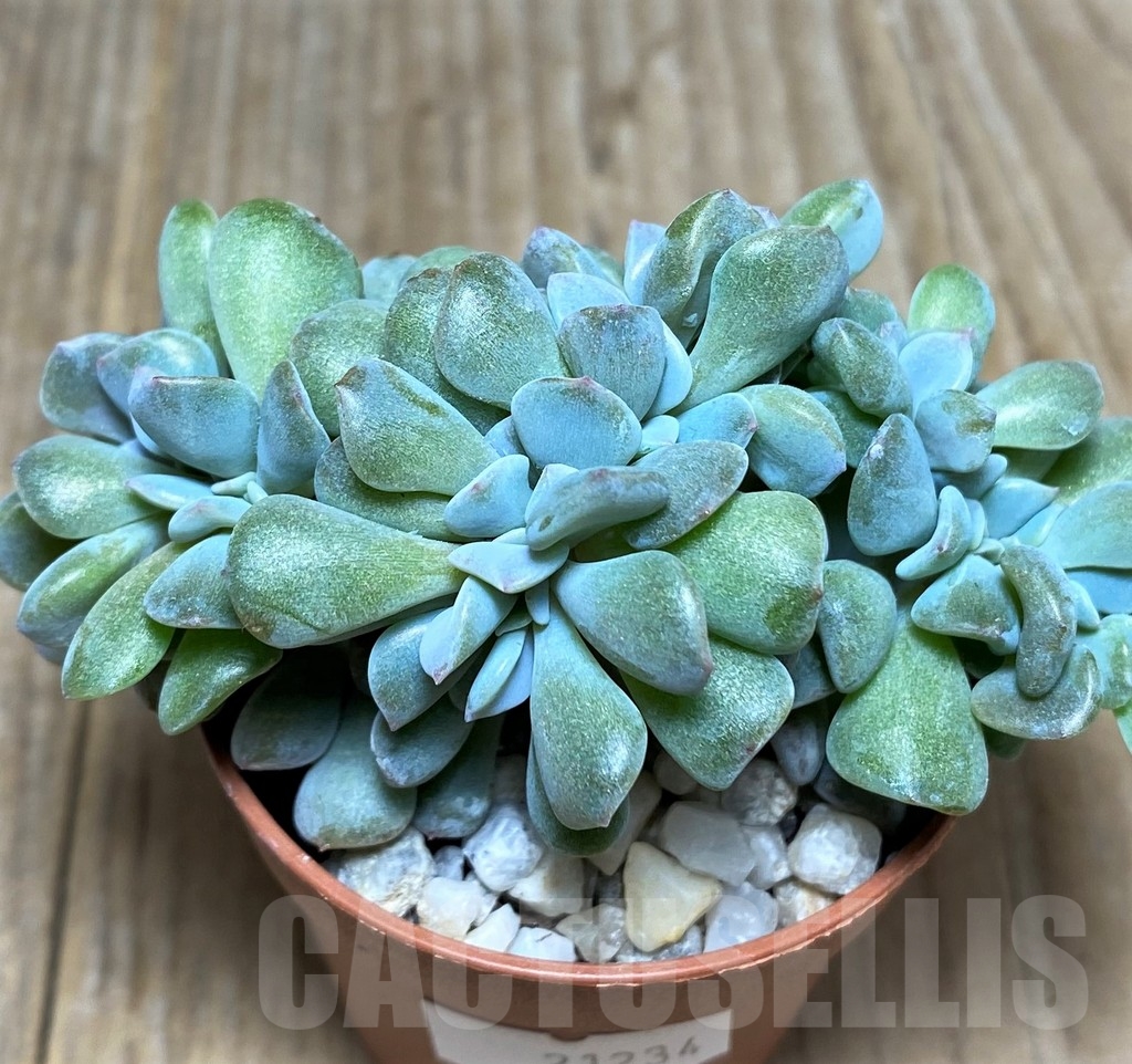 SHPR21234 Echeveria ‘Cubic Frost’ f. cristata - Зображення 2