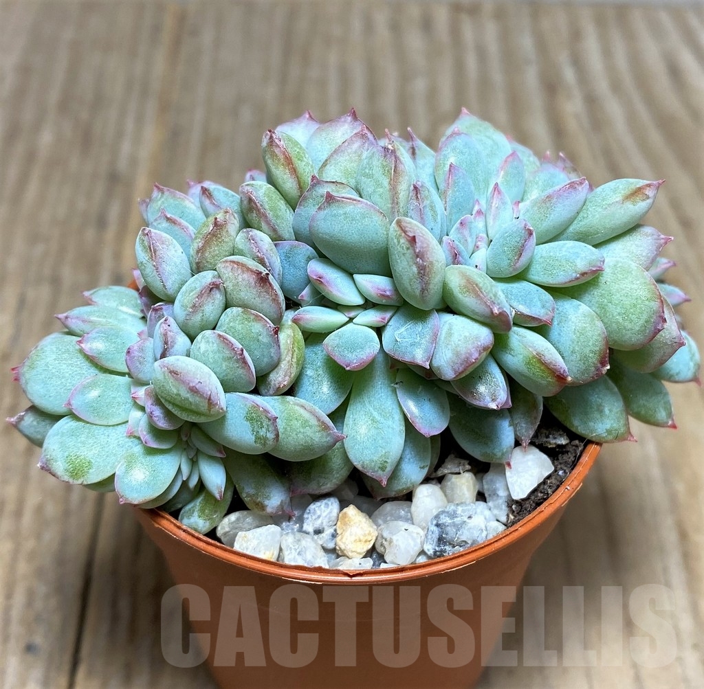 SHPR21235 Echeveria ‘Pink Edge’ f. cristata - Зображення 2