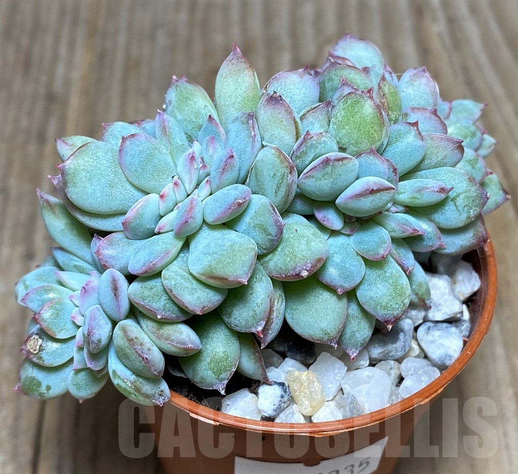 SHPR21235 Echeveria ‘Pink Edge’ f. cristata