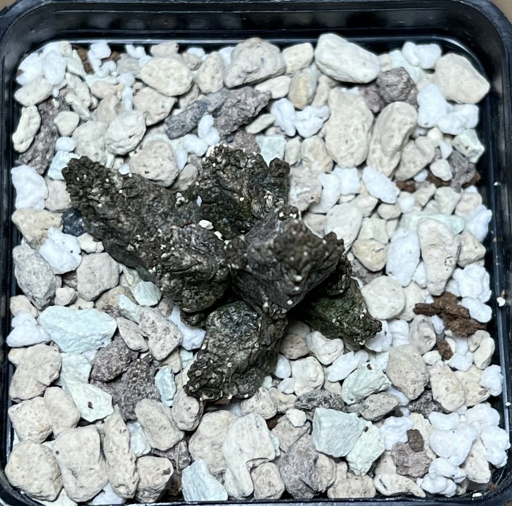 SHPR21082 Pseudolithos mccoyi – Bild 2