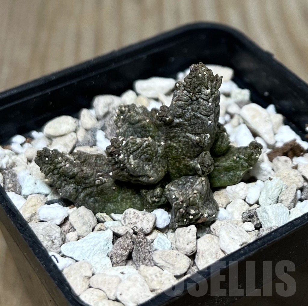 SHPR21082 Pseudolithos mccoyi
