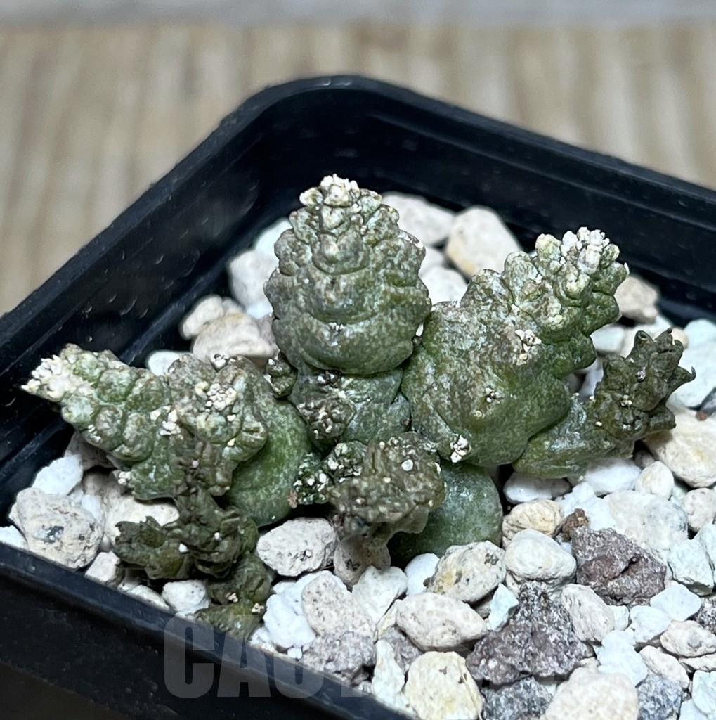 SHPR21083 Pseudolithos mccoyi
