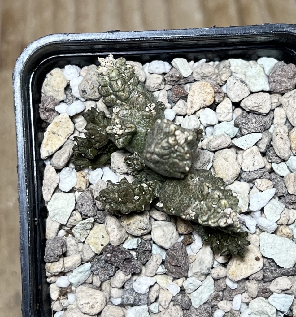 SHPR21083 Pseudolithos mccoyi – Bild 2