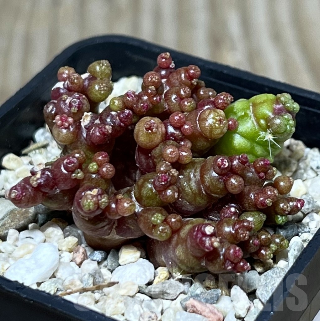 SHPR21084 Mammillaria bocasana 'Fred'