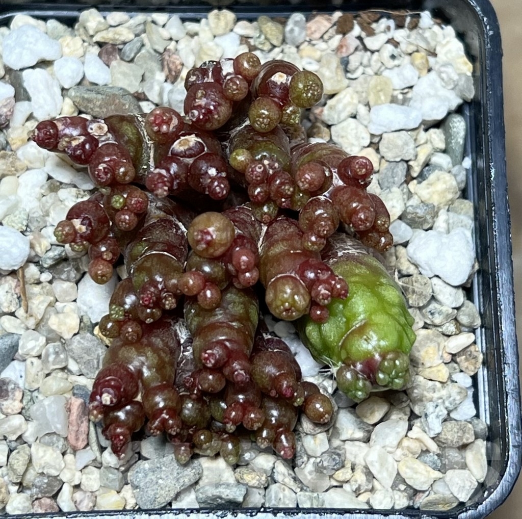 SHPR21084 Mammillaria bocasana 'Fred' – Bild 2