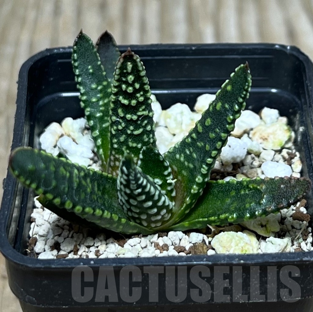SHPR21086 Haworthia pumila SH select G 268 – Image 2