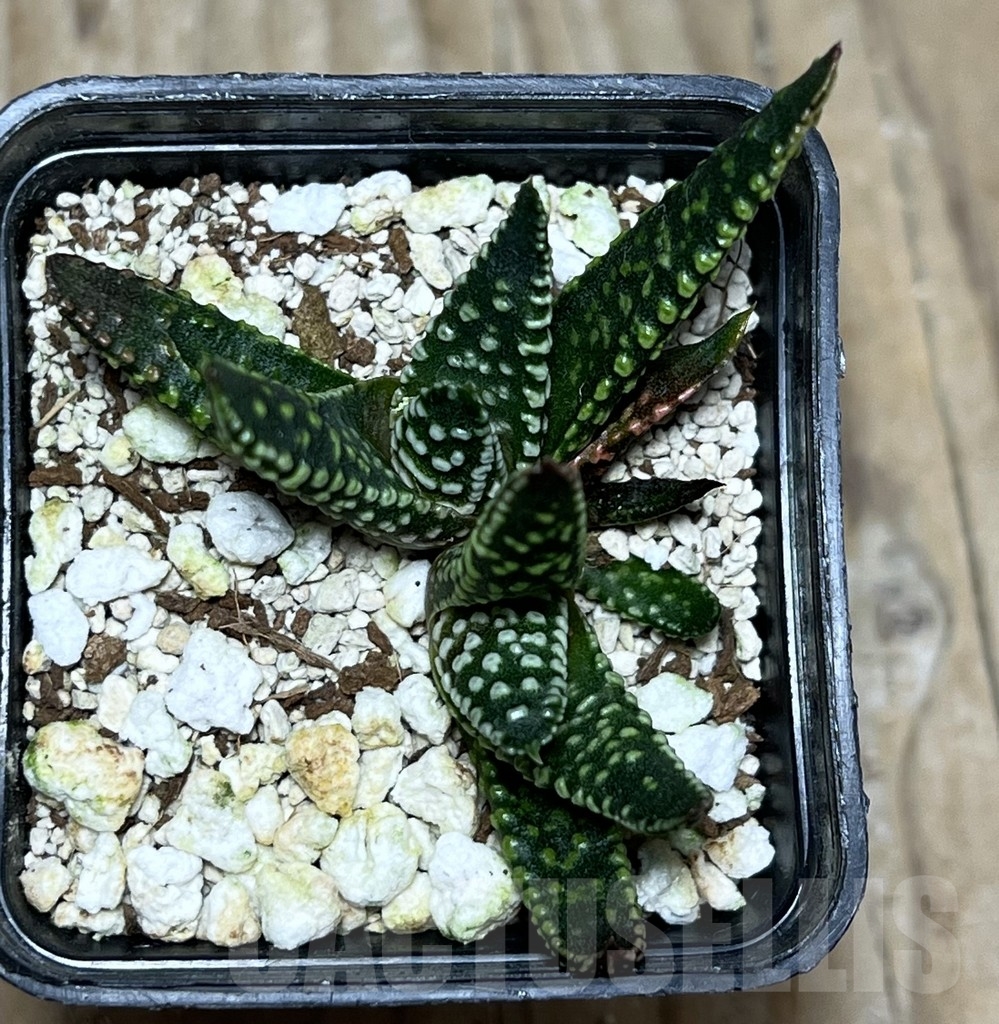 SHPR21086 Haworthia pumila SH select G 268 – Image 3