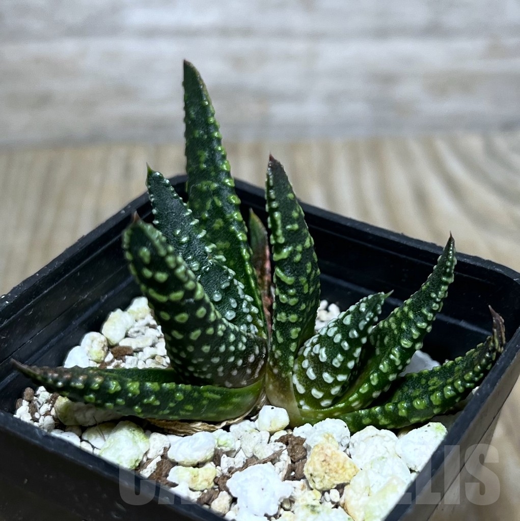 SHPR21086 Haworthia pumila SH select G 268