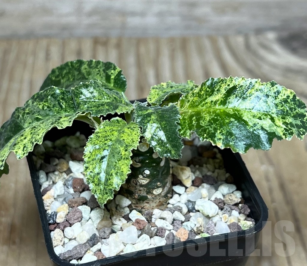 SHPR21090 Dorstenia hybrid f. variegata