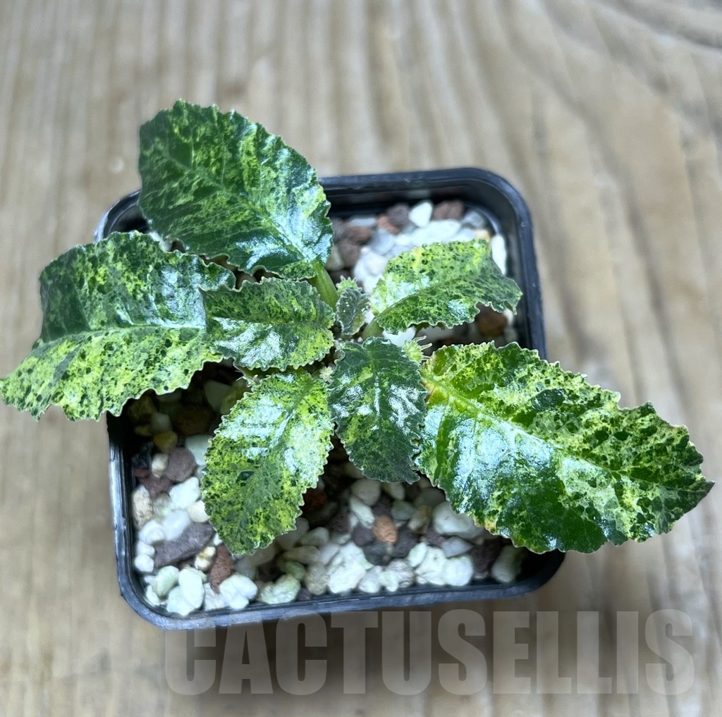 SHPR21090 Dorstenia hybrid f. variegata - immagine 2