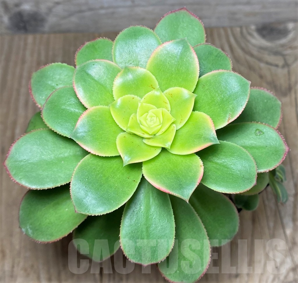 SHPR21248 Aeonium 'Kiwi'