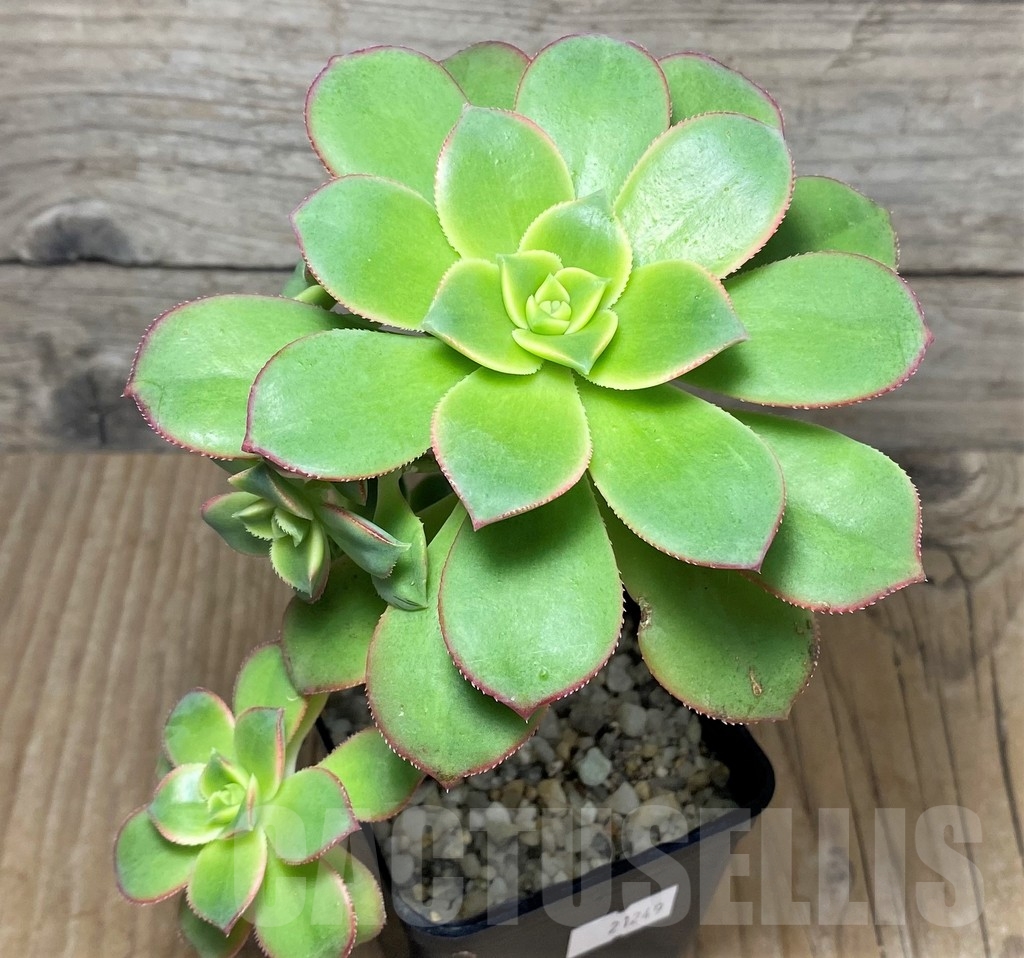 SHPR21249 Aeonium 'Kiwi'