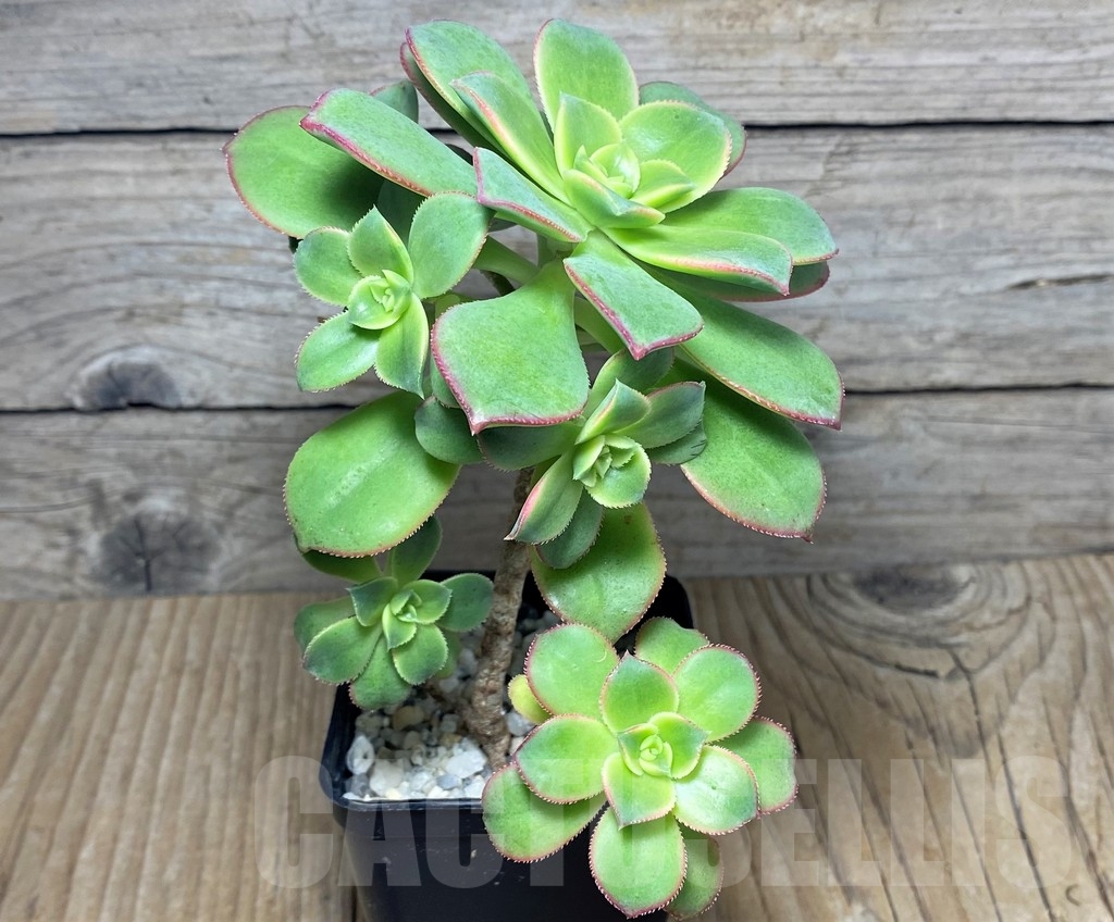 SHPR21249 Aeonium 'Kiwi' - Image 2