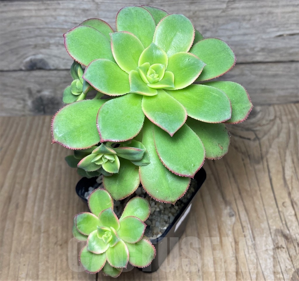 SHPR21249 Aeonium 'Kiwi' - Image 3