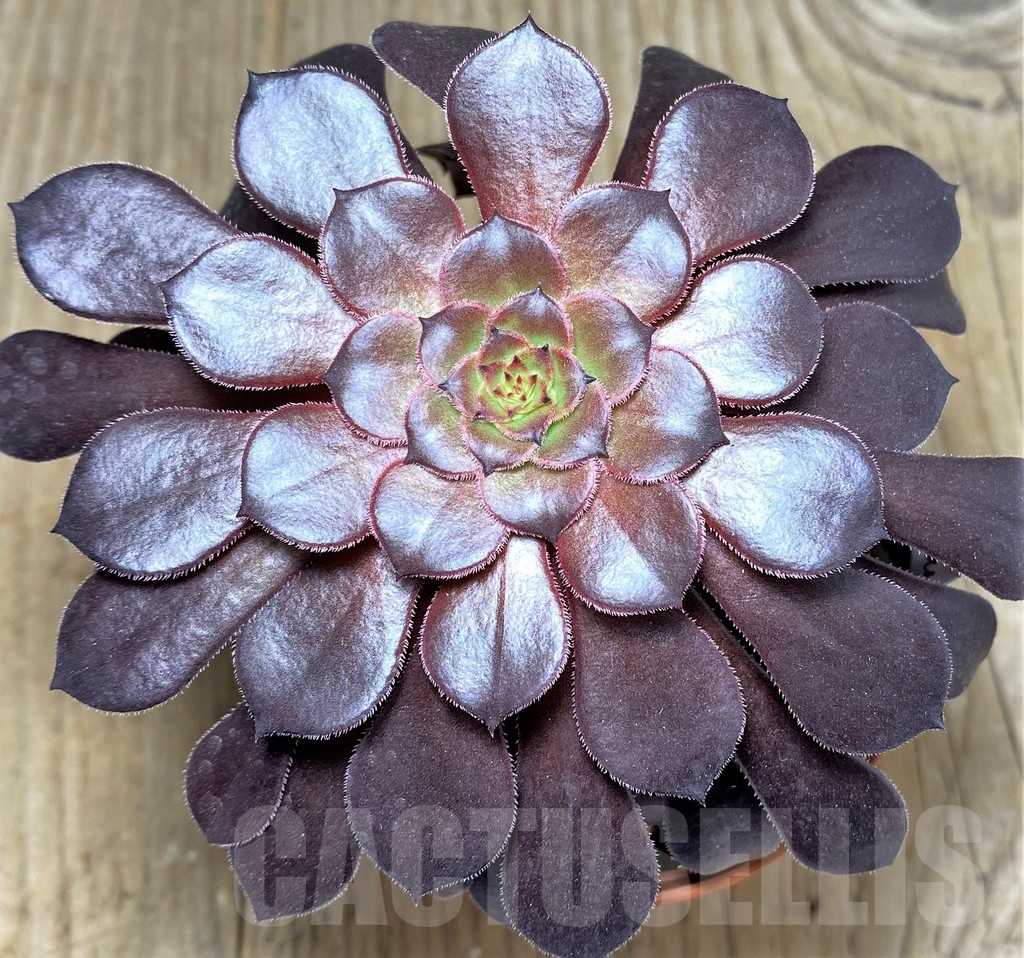 SHPR21251 Aeonium 'Copper Kettle'