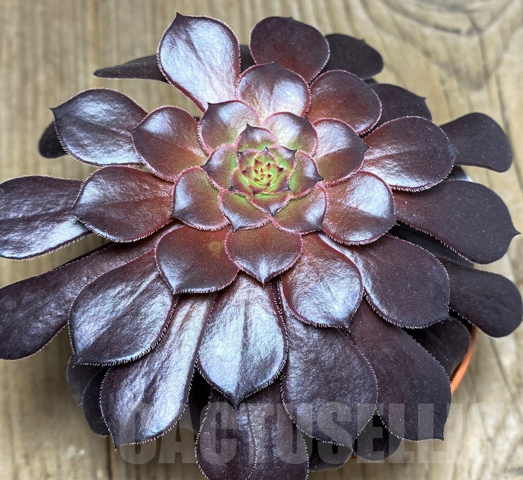 SHPR21251 Aeonium 'Copper Kettle' - Image 2