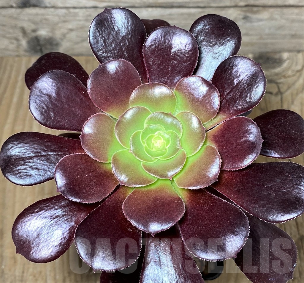 SHPR21252 Aeonium 'Velour'
