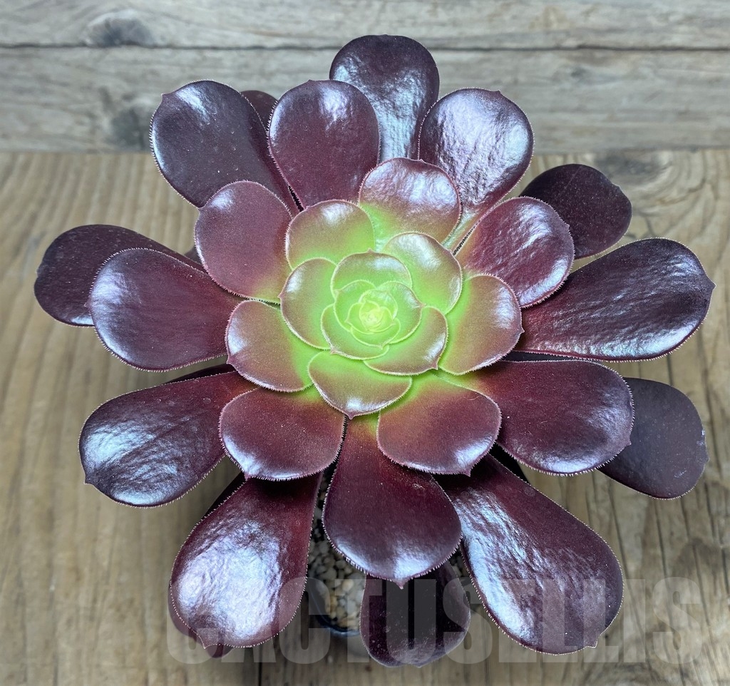 SHPR21252 Aeonium 'Velour' - Image 2