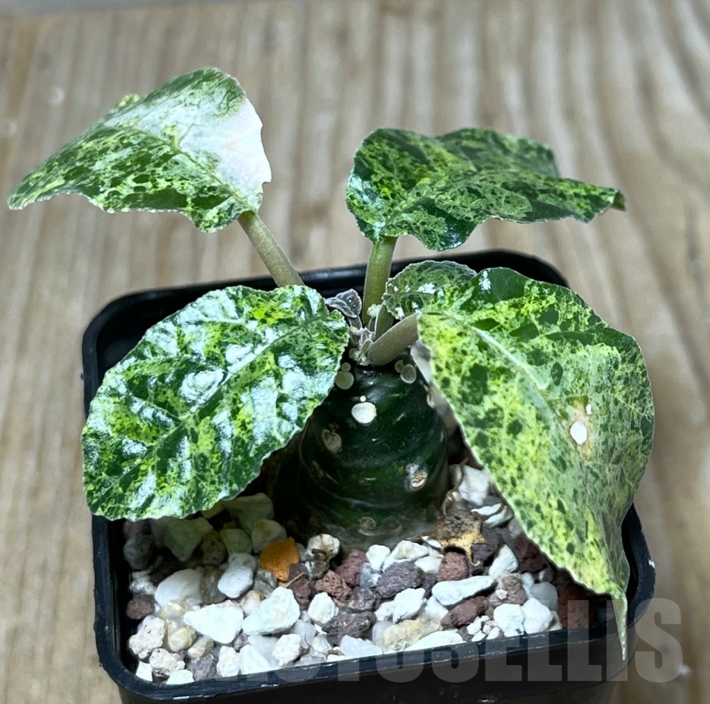 SHPR21095 Dorstenia foetida f. variegata