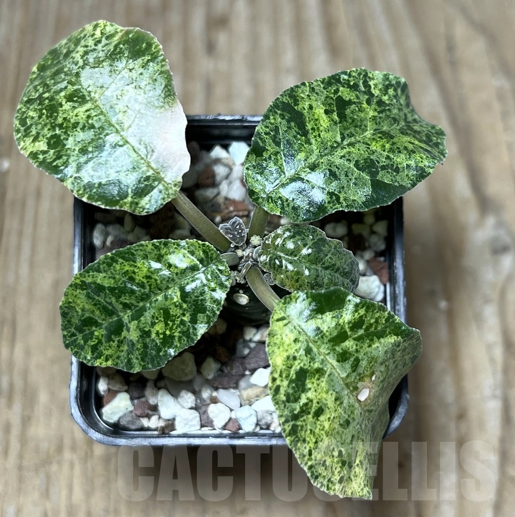 SHPR21095 Dorstenia foetida f. variegata - immagine 2