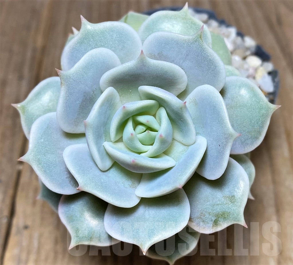SHPR21254 Echeveria 'Lola'