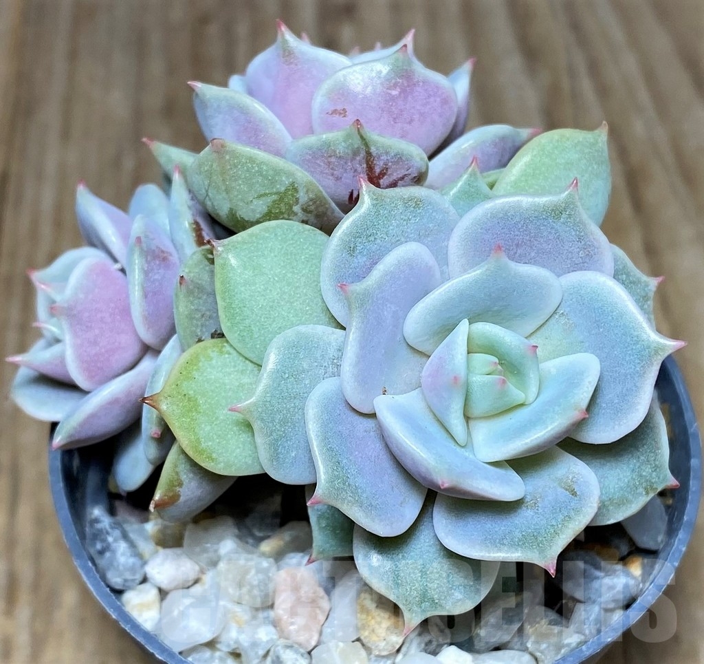 SHPR21255 Echeveria 'Lola'