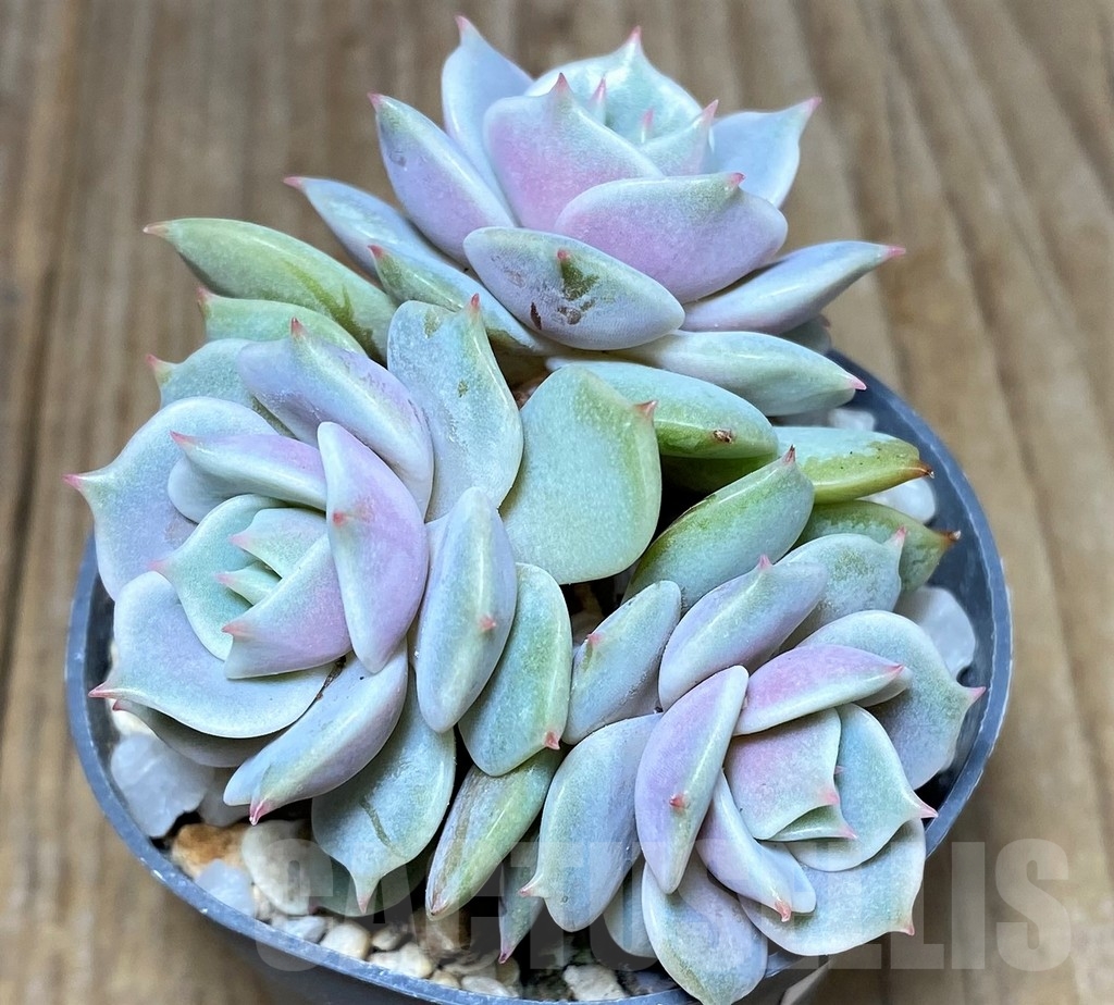 SHPR21255 Echeveria 'Lola' - Image 2