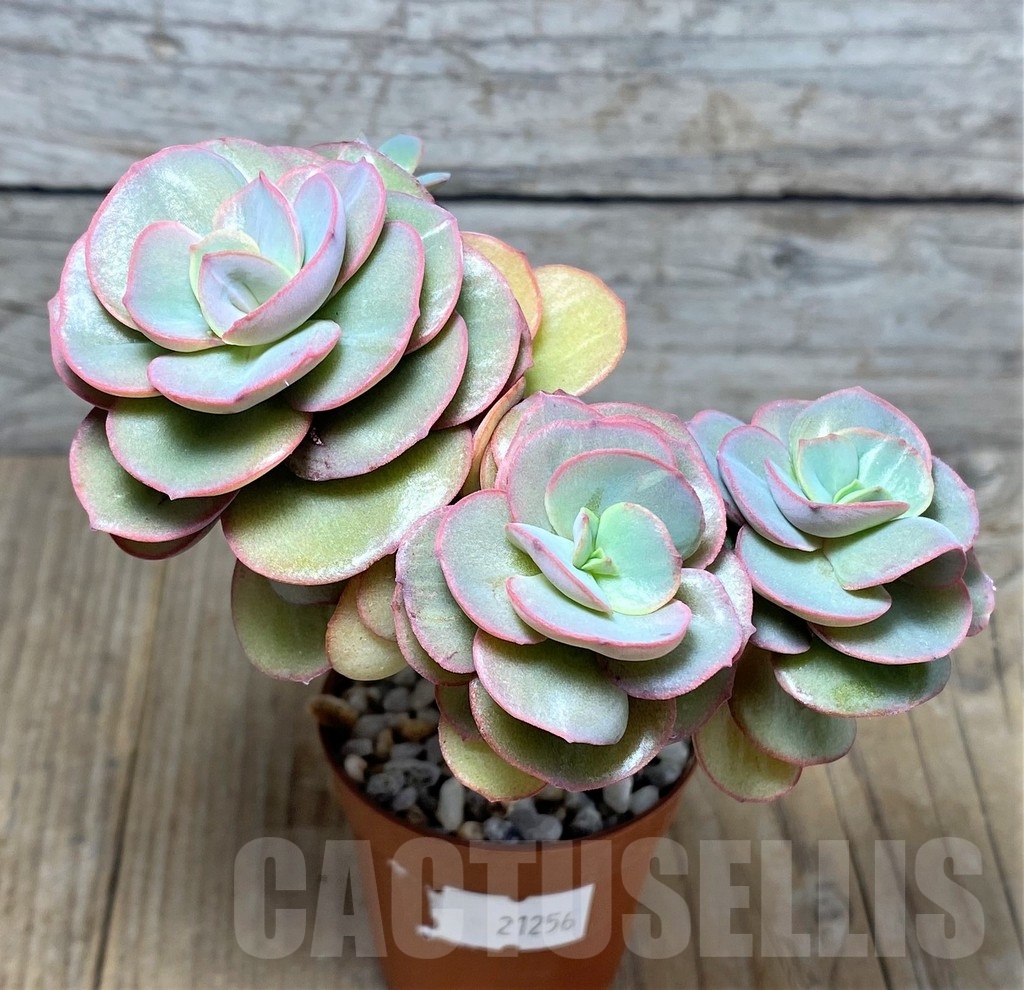 SHPR21256 Echeveria ‘Suyon’ - Image 2
