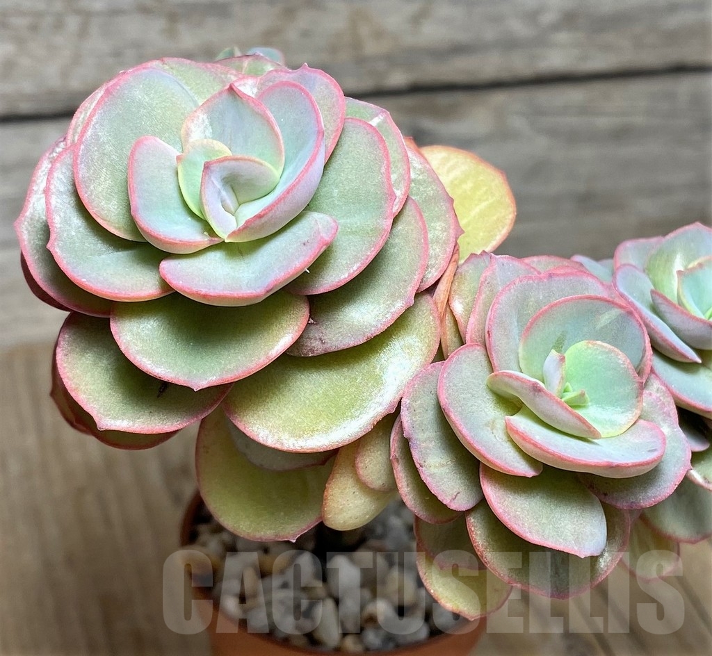 SHPR21256 Echeveria ‘Suyon’