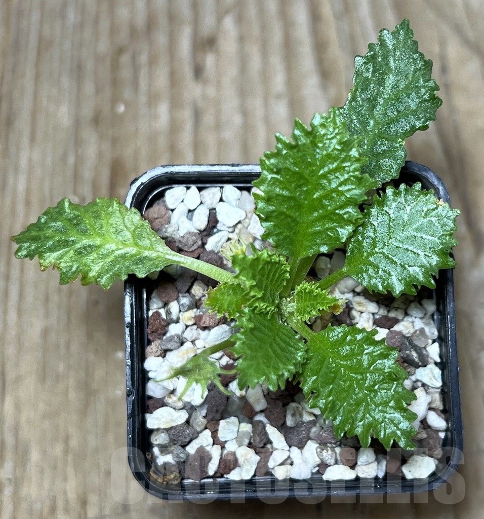 SHPR21098 Dorstenia horwoodii - Image 2