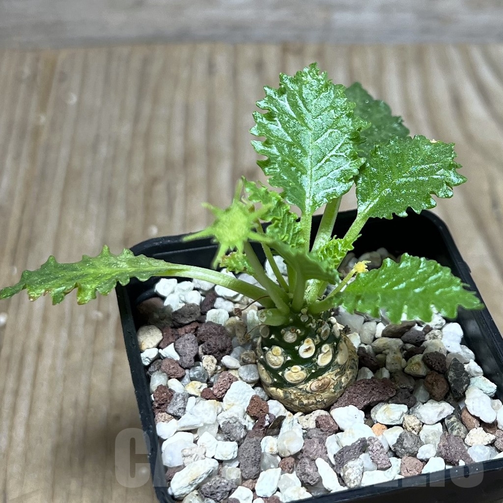 SHPR21098 Dorstenia horwoodii