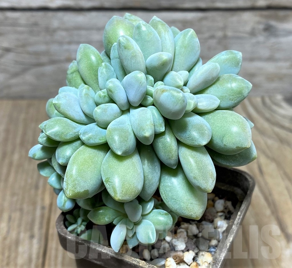 SHPR21261 Echeveria f. cristata - Image 2