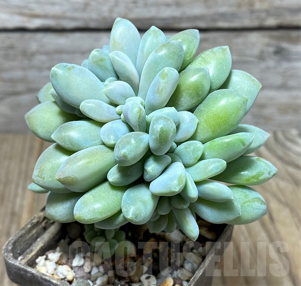 SHPR21261 Echeveria f. cristata