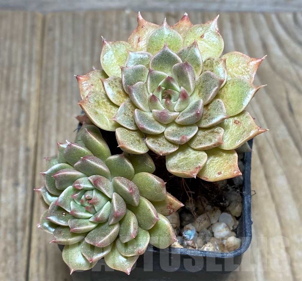 SHPR21262 Echeveria 'Olivia'
