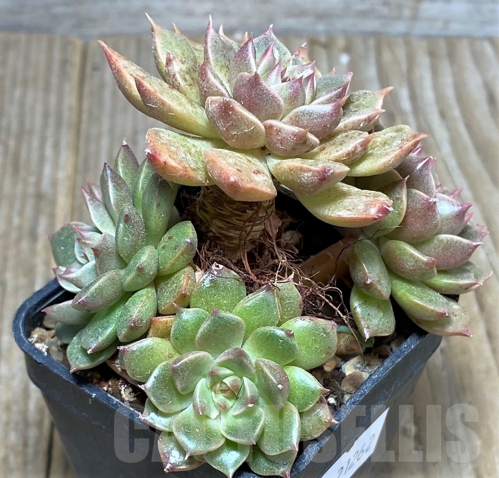 SHPR21262 Echeveria 'Olivia' - Image 2