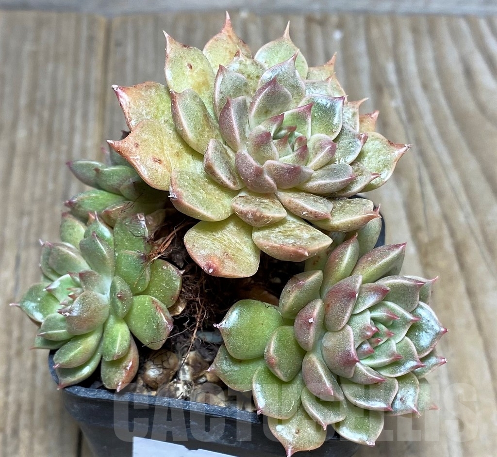 SHPR21262 Echeveria 'Olivia' - Image 3