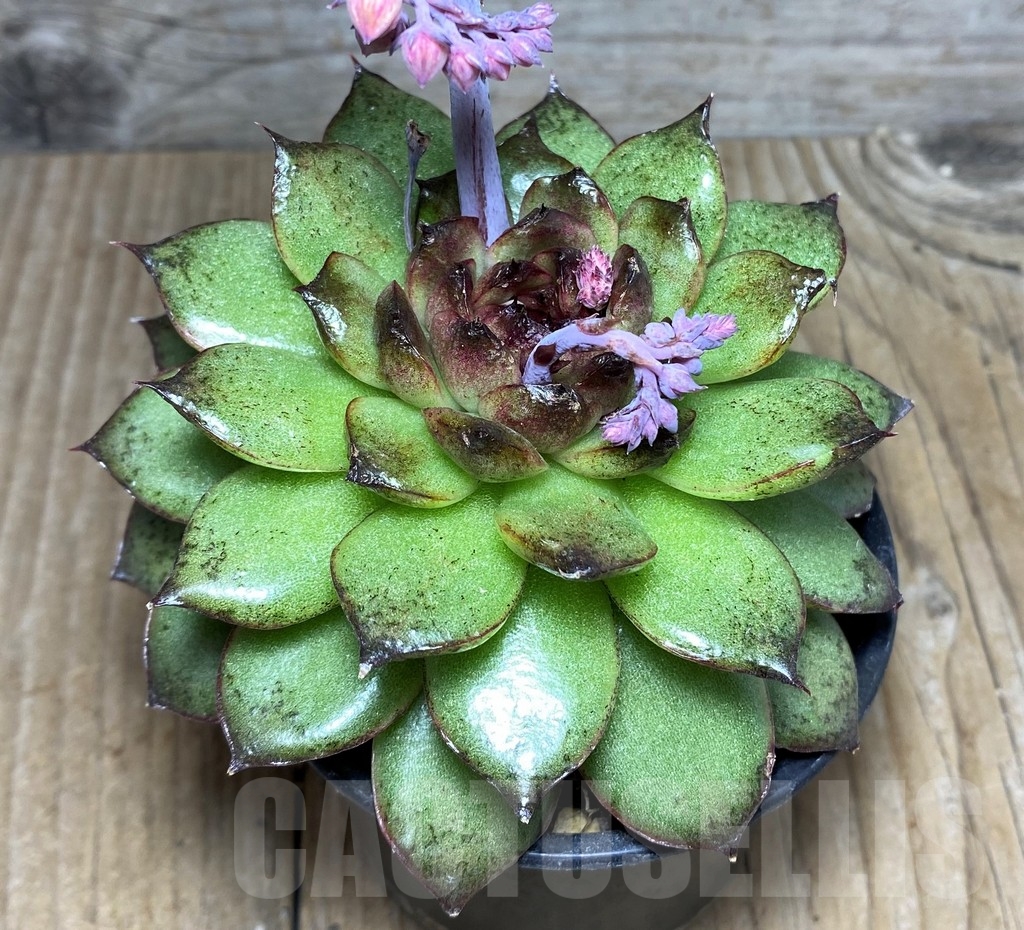 SHPR21264 Echeveria ‘Black Rose’ - Image 2