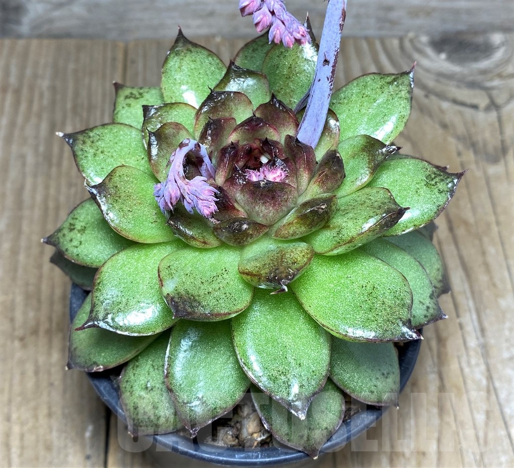 SHPR21264 Echeveria ‘Black Rose’