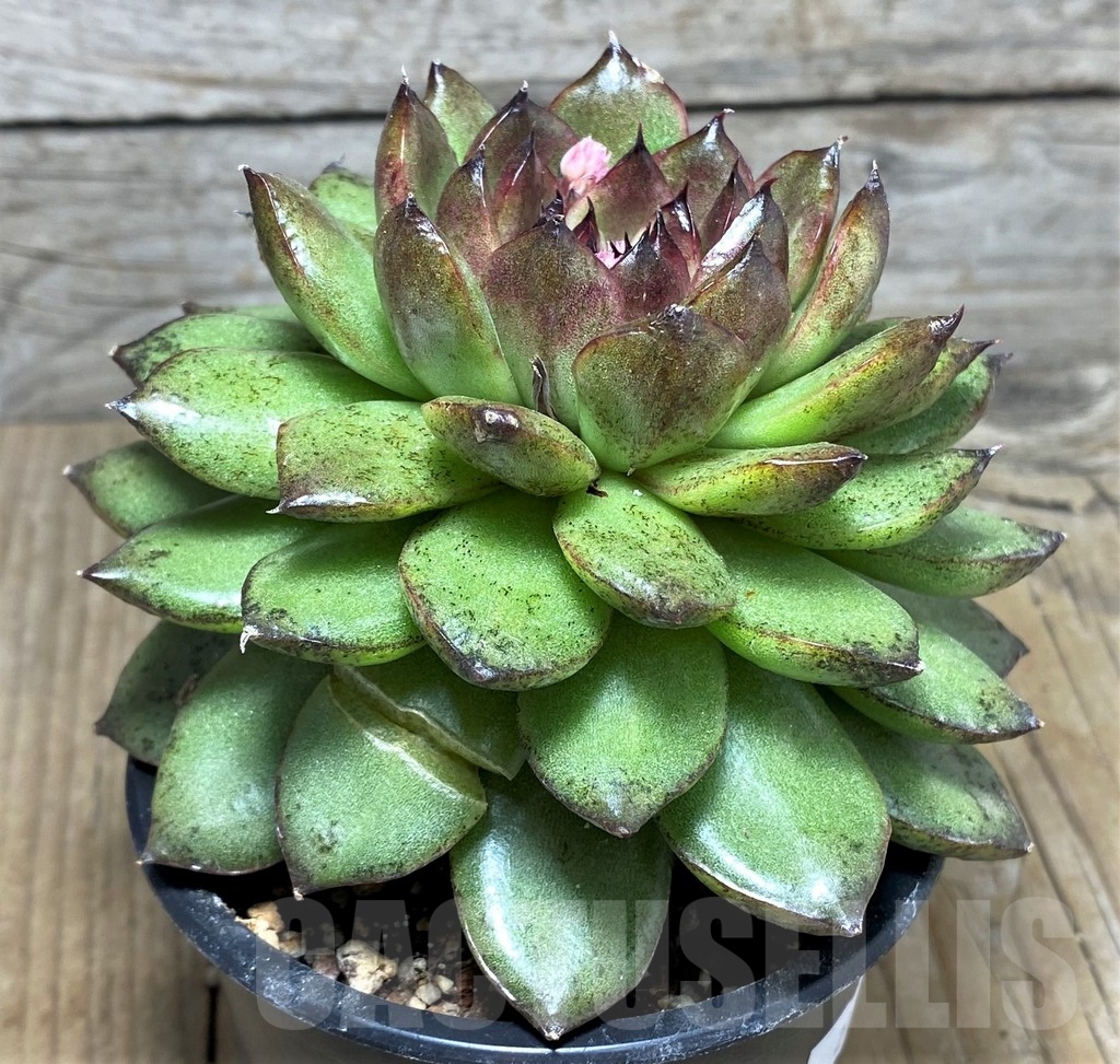 SHPR21265 Echeveria ‘Black Rose’ - Image 2