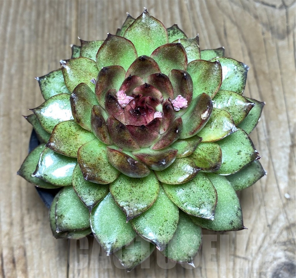 SHPR21265 Echeveria ‘Black Rose’