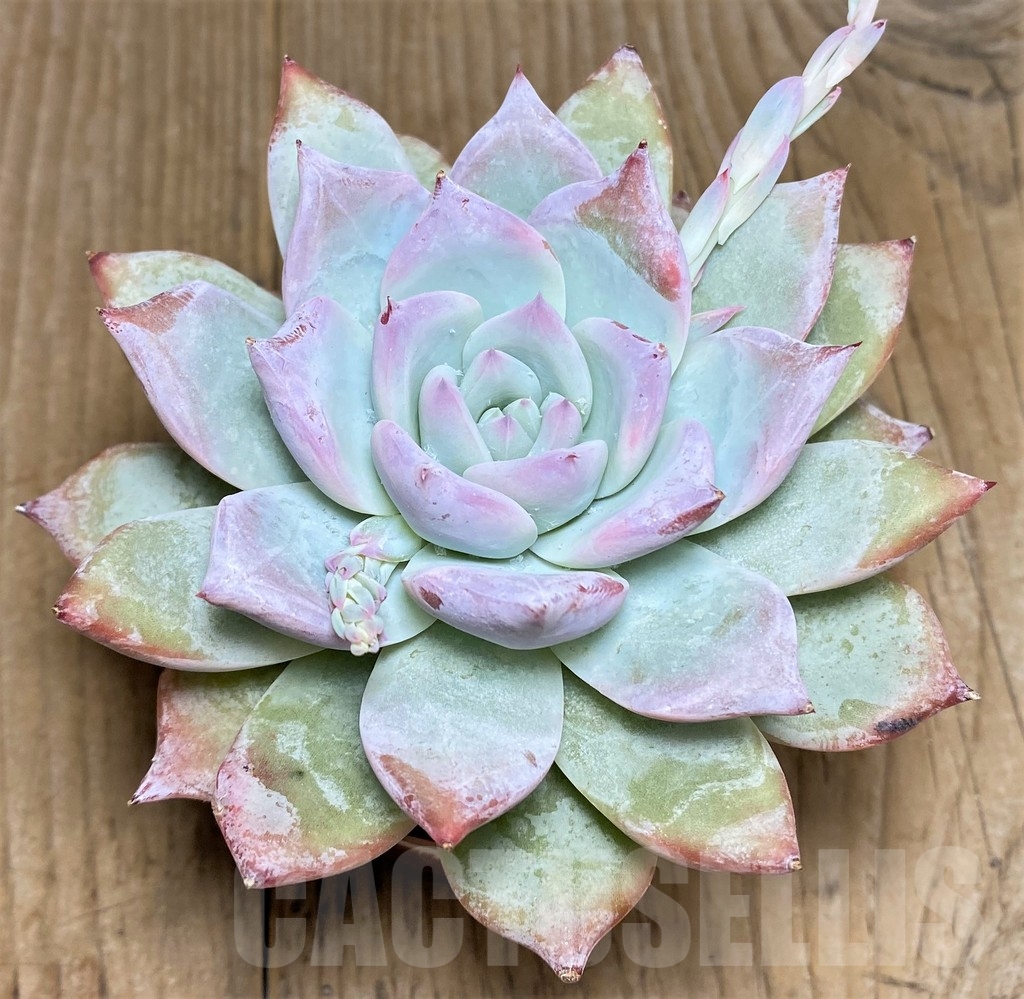 SHPR21266 Echeveria ‘Blue Bird’