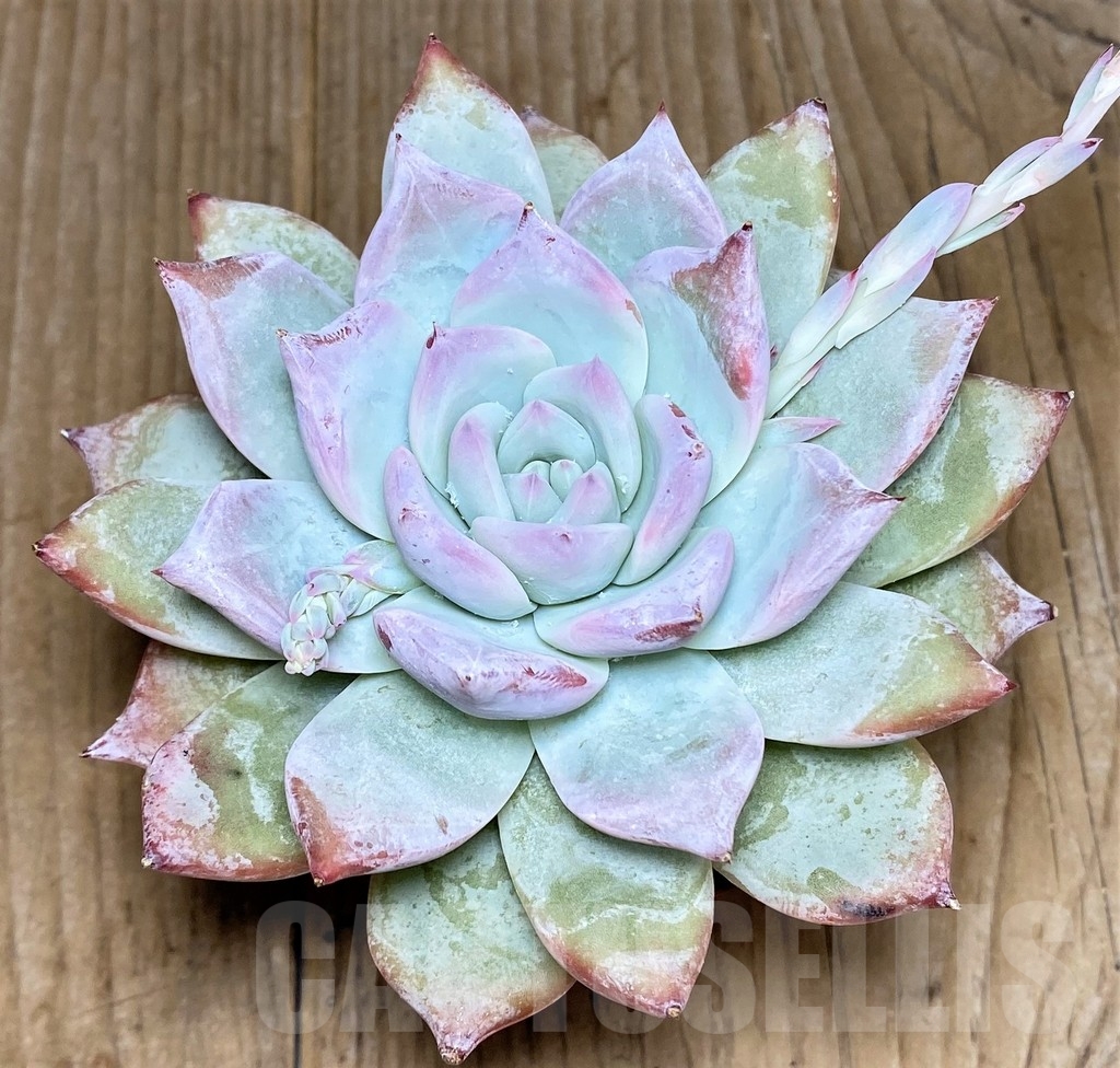 SHPR21266 Echeveria ‘Blue Bird’ - Image 2
