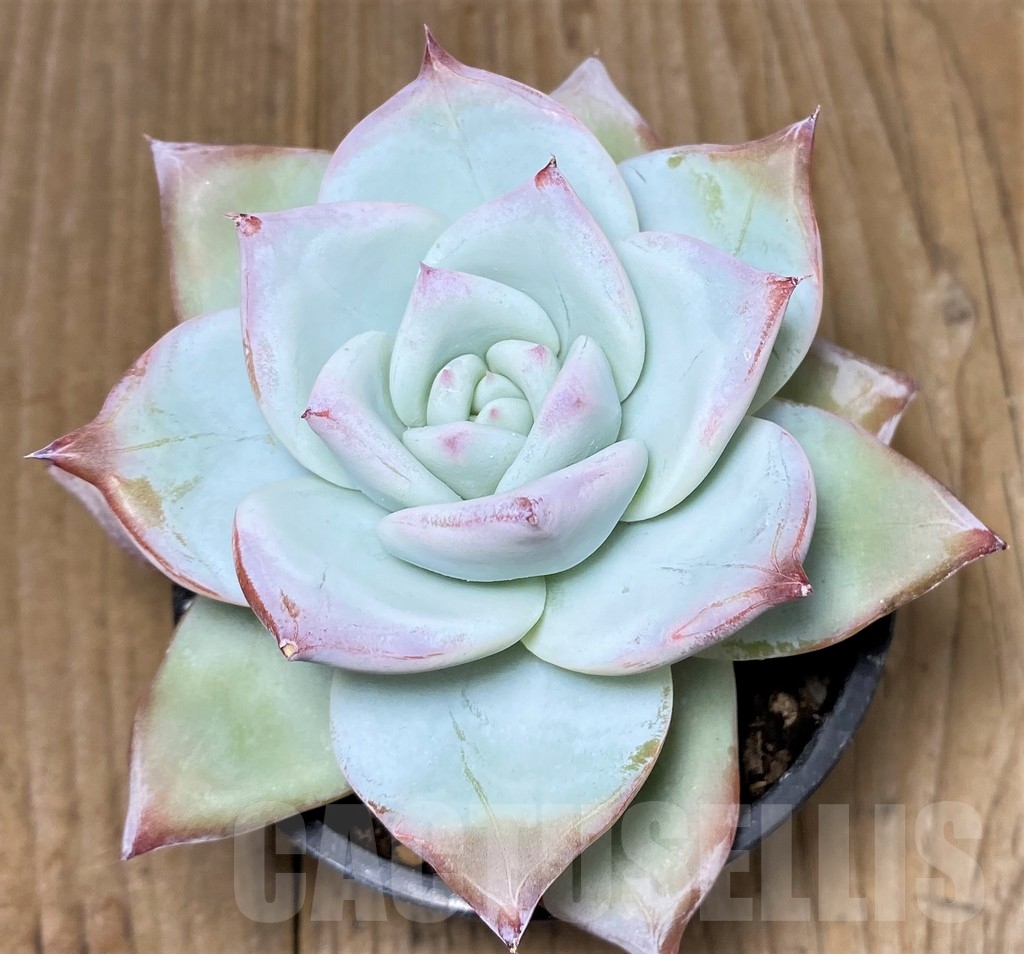 SHPR21267 Echeveria ‘Blue Bird’