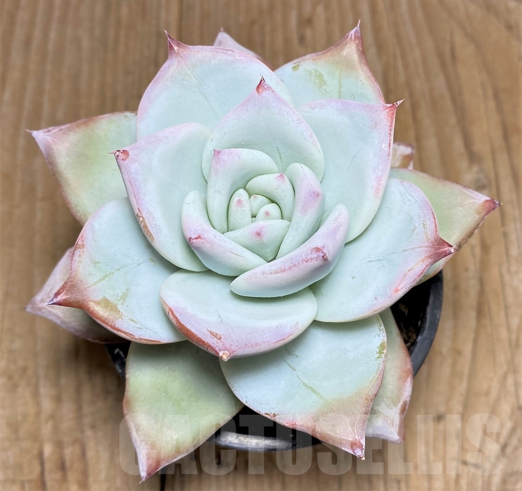 SHPR21267 Echeveria ‘Blue Bird’ - Image 2