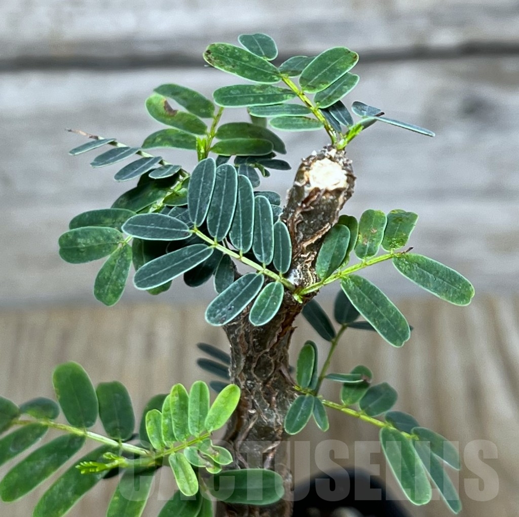 SHPR21108 Senna meridionalis