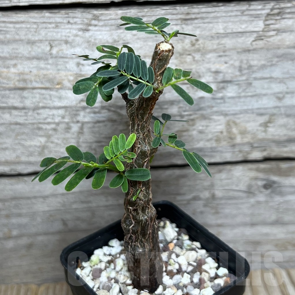 SHPR21108 Senna meridionalis - Image 2