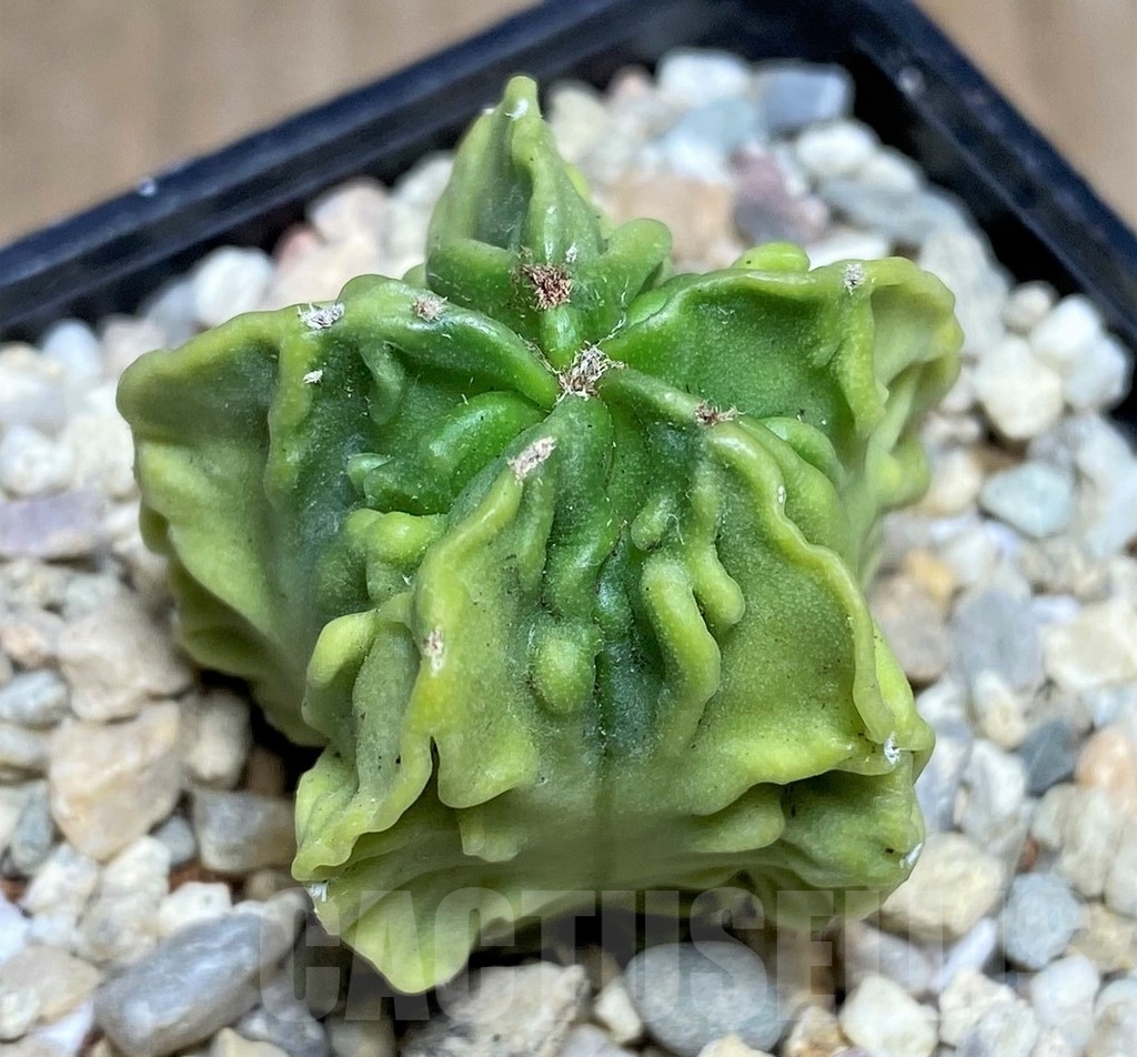 SHPR21327 Astrophytum myriostigma 'Fukuryu' f. variegata - immagine 2
