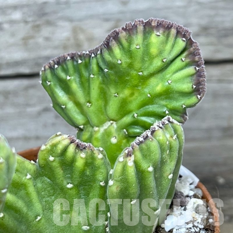 stapelia Кактус онлайн